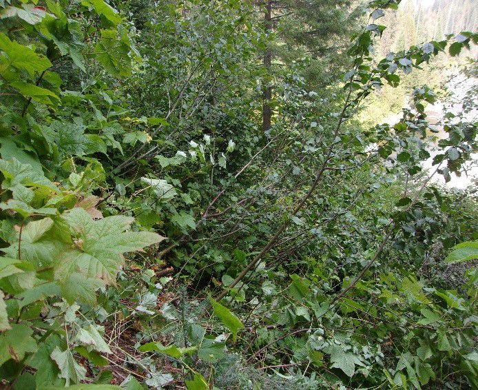 Cayuse Trail (before)